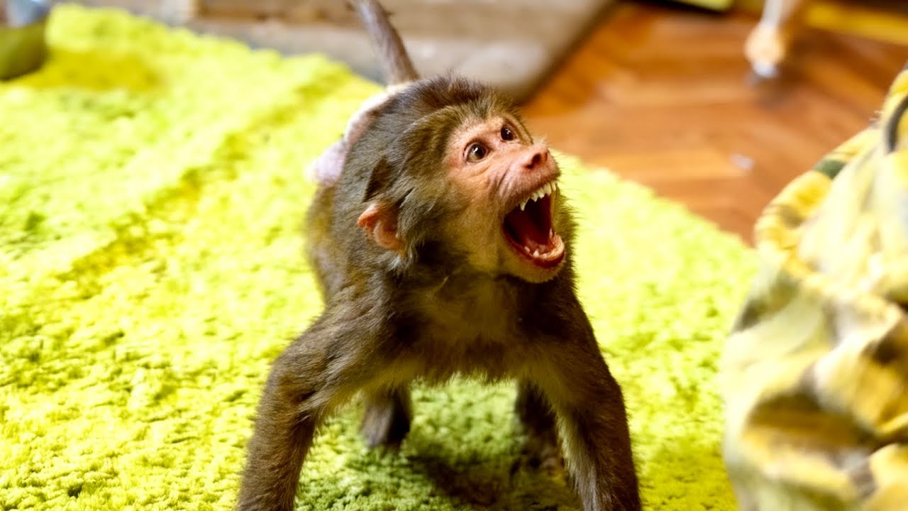 МЫ В ШОКЕ от Анфисы! Денис взял ее игрушку, а она ПРОСТО НАБРОСИЛАСЬ и давай его кусать!