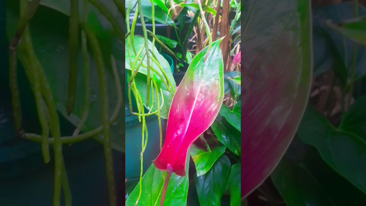 Long Tail Anthurium #anouk - YouTube