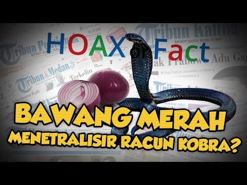 Video: Apakah penyedut bawang?