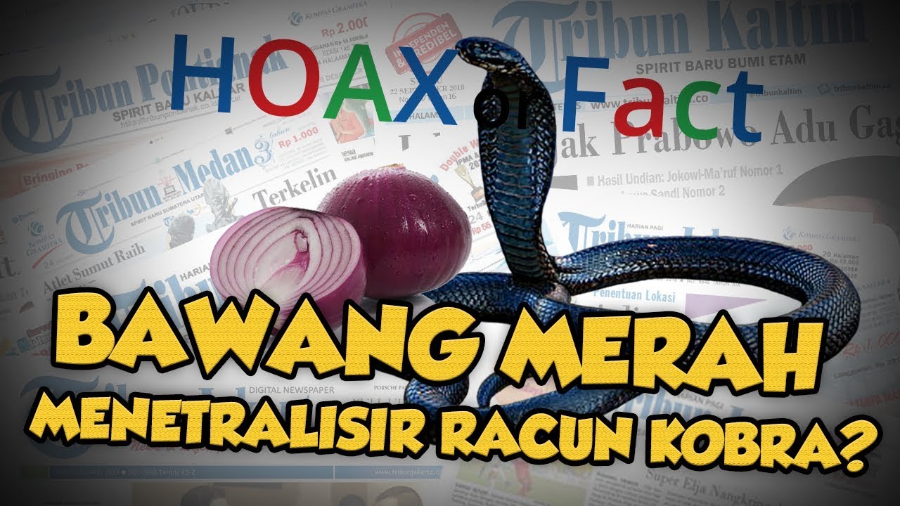 Hoax or Fact: Bawang Merah Dapat Menetralisir Racun Ular Kobra?