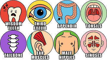 Every USELESS Human Organ Evolution Left Behind