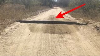Водитель Подумал, Что На Дороге Лежит Бревно, Но Правда Оказалась Куда Страшнее