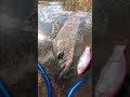 ハチマルとビッグベイト #shorts