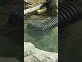 Otter