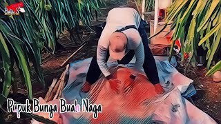Dragon Fruit Flower Fertilizer
