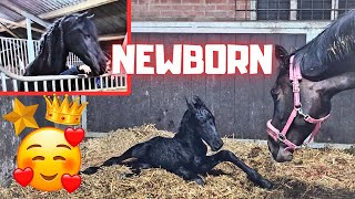 Newborn!!🥰 Most special birth!! Foal Belle, by ET, daughter of Queen👑Uniek 1/7 | Friesian Horses