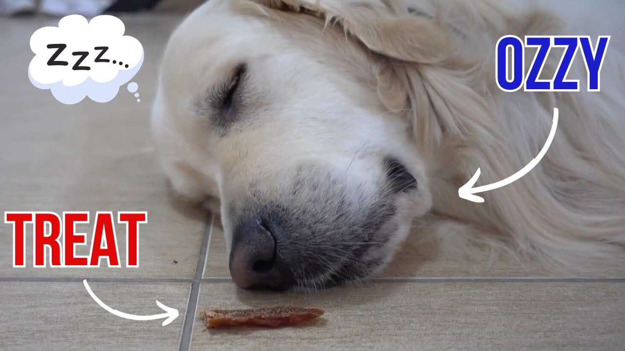 Wake up sleeping dog with a treat | Funny Golden Retriever Ozzy - YouTube