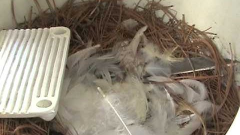 Tree Swallow Diary 2011 Part 4 - Moved in