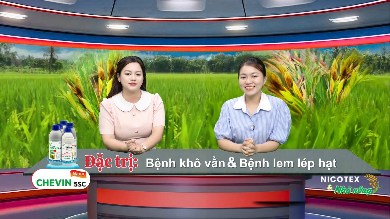 CHEVIN 5SC – Giải đáp phòng trị khô vằn, lem lép hạt trên lúa