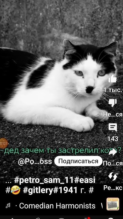 #рек #кот гитлео #рекомендации #мем - YouTube