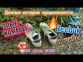 Грибы есть но комаров больше 28 июня 2025 г