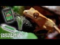 What To Buy Your Pet Crested Gecko // Setup, Substrate, Food, Lighting, etc