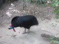 Cassowary's sound