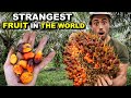 The WORLDS STRANGEST FRUIT | Billion Dollar Industry (Philippines Palm Oil Plantation)