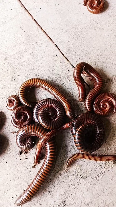 kide makode shorts snake #shorts #millipede #viral 😱😱