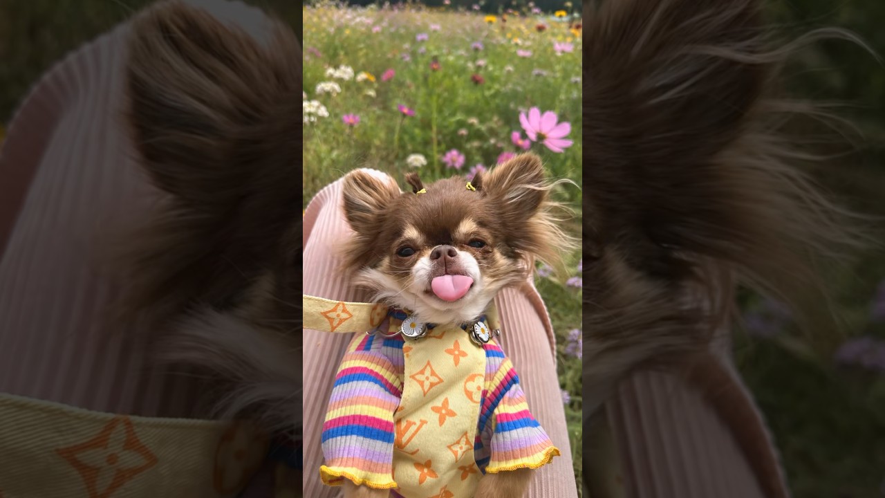 Flower Field Chihuahua Photoshoot (wait for it 😭💐)