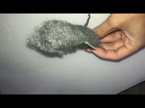 mostrando rato de