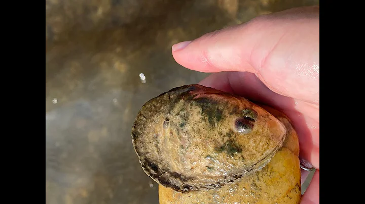 Life Cycle of the Eastern Oyster