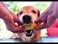 Funny Golden Retriever Dogs Reaction To Eating Corn On The Cob!