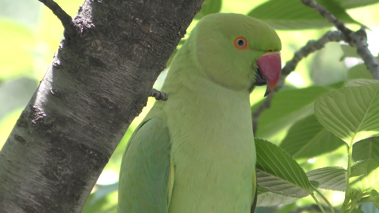 Indian Rose-necked Parakeet (Tokyo, Japan) April 28, 2018 - YouTube