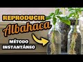 Reproducir ALBAHACA por Esqueje RÁPIDO 🌱 SIN SEMILLAS en Interior || Sembrar Albahaca por Esquejes