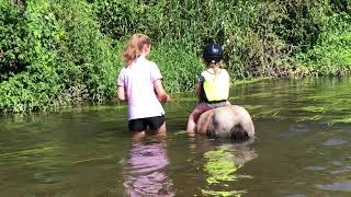 First Shetland Pony Swim Of The Summer: TV Episode 239 First Shetland Pony Swim Of The Summer: TV Episode 239