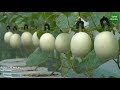 Mẹo Trồng Dưa Lê Trắng dễ đậu quả ngọt | Tips to grow white melons easy to produce sweet fruit