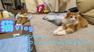 【猫Vlog】15歳の猫と仲良くしたい1歳の猫