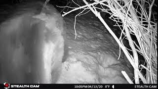 Grizzly Bear in the High Divide of Montana at Night by People and Carnivores 152 views 3 years ago 11 seconds