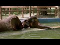 Kabu has a great moment with the Broken leg baby elephant Cha Na - ElephantNews