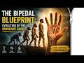 The Bipedal Blueprint: Evolution of the Dominant Hand