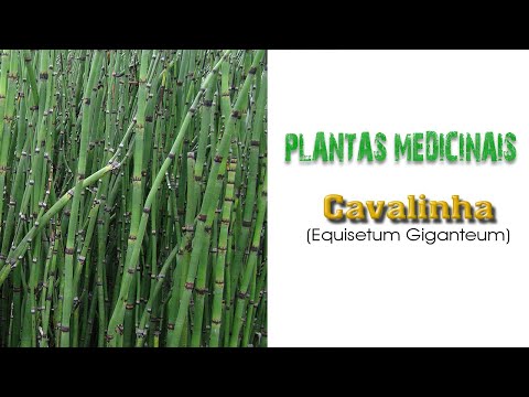 4 - Plantas Medicinais - CAVALINHA (Equisetum giganteum) Erva-Canudo, Rabo-de-Cavalo
