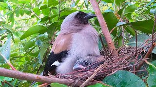 No cuckoo bird parasitism, Dendrocitta formosae happy growth近距离看灰树鹊育雏，没有杜鹃鸟寄生，安静祥和