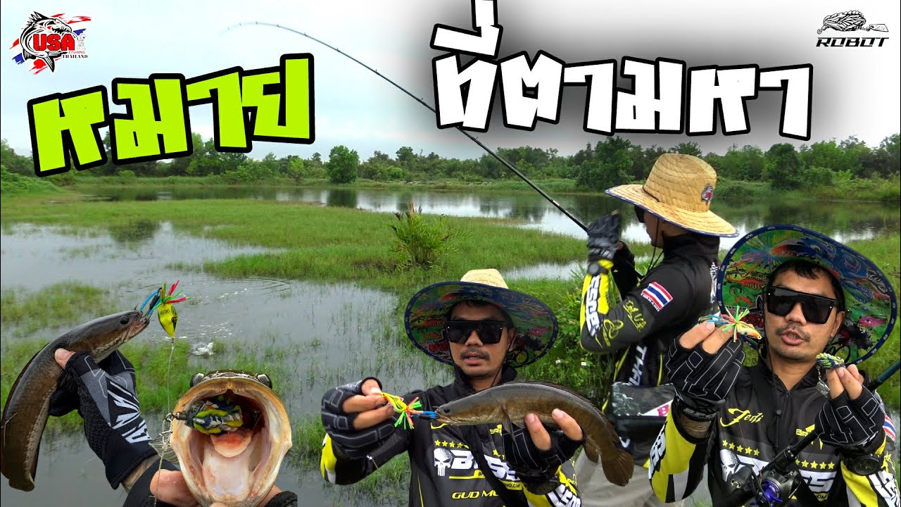ตกปลาช่อน หมายน้ำขึ้นหญ้าสวยๆ ด้วยกบยางโรบอท กับ ซ็อคเกอร์