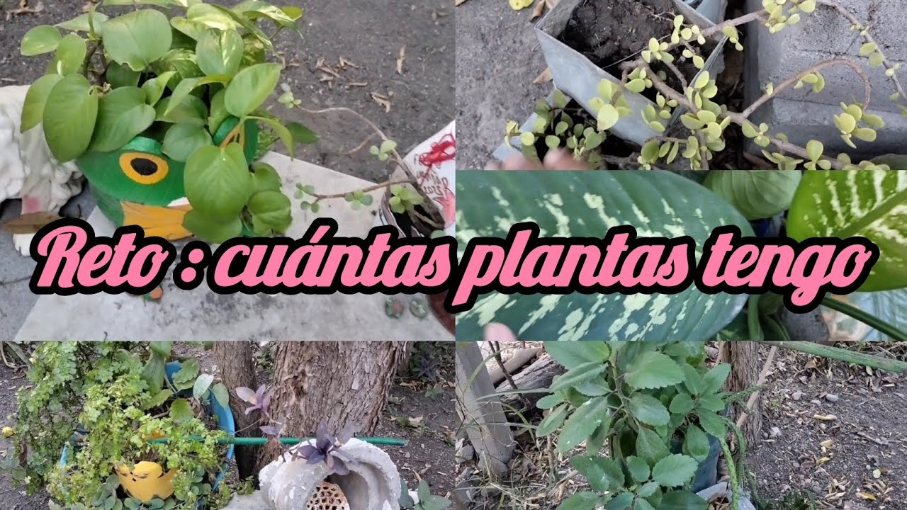 #Reto #cuántas #plantas tengo  #contando #plantas 