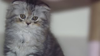 قطة سكوتش فولد Scottish fold cat