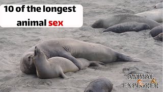10 of the longest animal sex