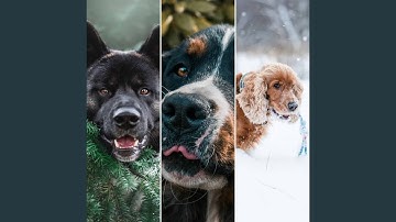 Pulsating Moods for The Chillest Hound