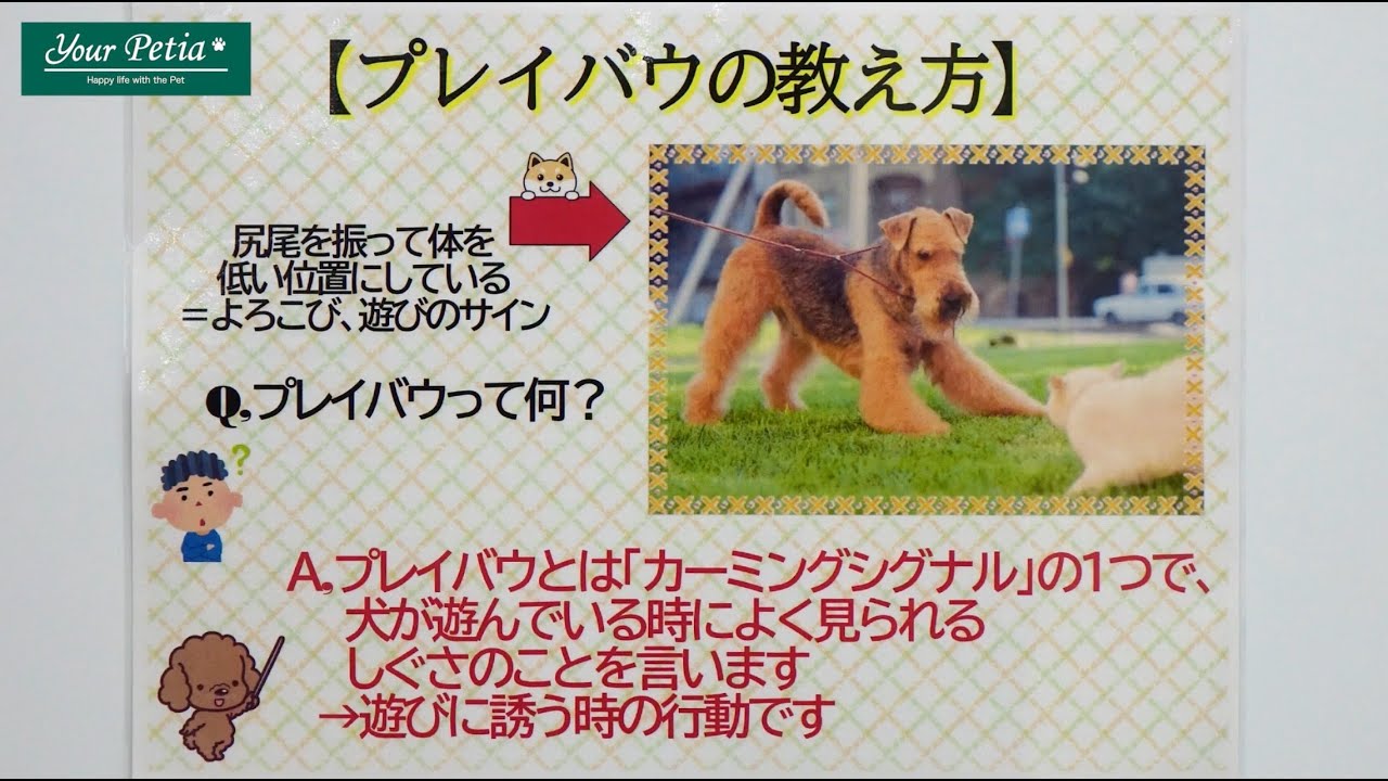 ワンポイントレッスン プレイバウの教え方 Youtube