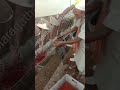 Video Image