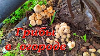 Грибы в огороде. Куры. Золотая акация. Аисты/ Mushrooms. Acacia pycnantha. Laurel blooms. Chicken