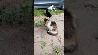 Котинята і олдний кіт😺 #cat #cats #cute