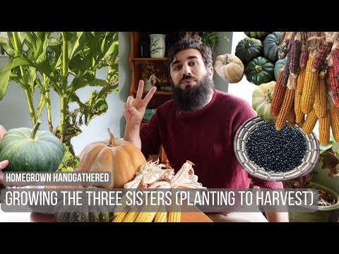 Growing a Three Sisters Garden (Planting to Harvest)