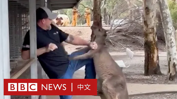 澳大利亞動物園遊客遭袋鼠追趕 － BBC News 中文 - 天天要聞