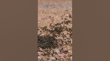 10 Fascinating ant Facts for Kids | Fun and Educational Discover the World of Ants #ants #antsfacts