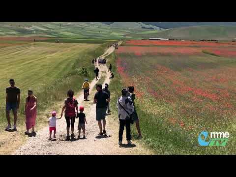 VIDEO TG. Le Marche escluse dalla fioritura di Castelluccio