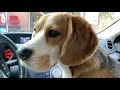 Cute beagle goes to the car wash for the first time
