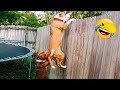 Mission Impossible Dog Version || Funny Animal Videos 2023 🐾😅