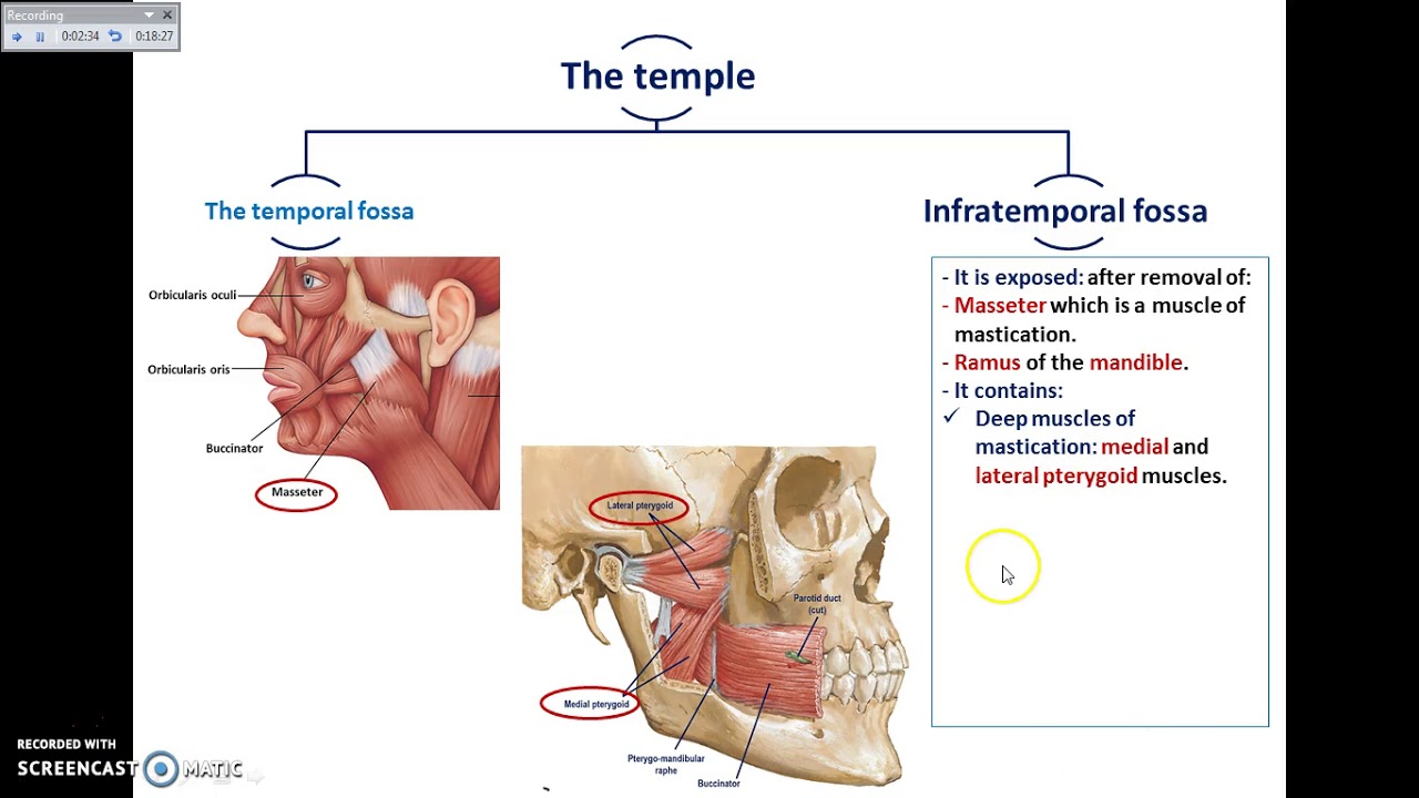 Overview of Head Exterior (Temporal and Infratemporal Fossae) - Dr. Ahmed Farid