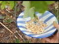 Foraging - You Suck at Cooking (episode 16)